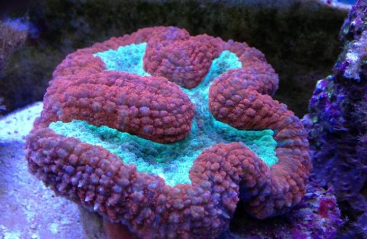 Los corales de profundidad producen su propia «luz solar» para vivir