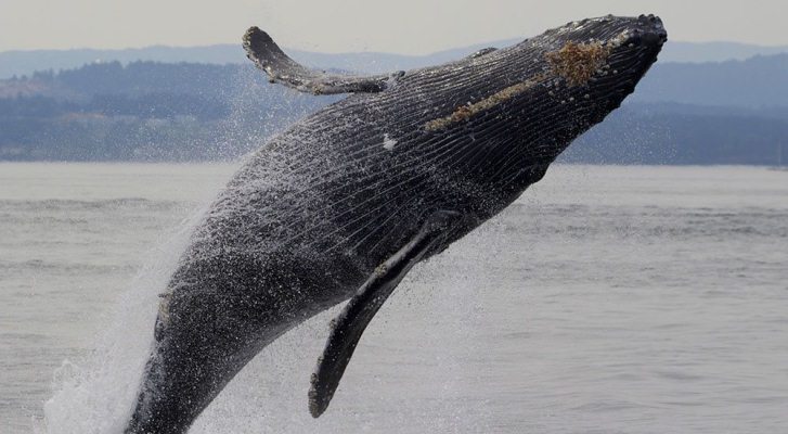 Mira a una ballena jorobada sacar su cuerpo completamente del agua en este video