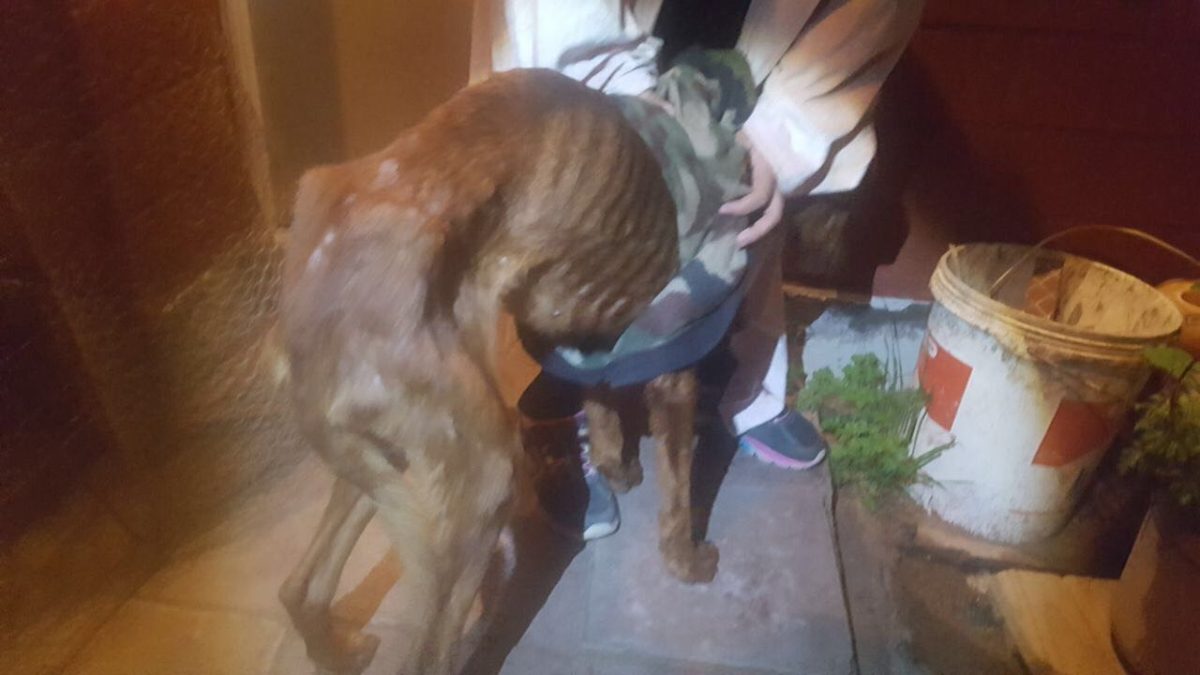 Coquimbo: Rescatan a 34 perros maltratados en un «centro de protección» canina