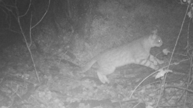 Fotografían por primera vez a un gato colo-colo en el Parque Nacional La Campana