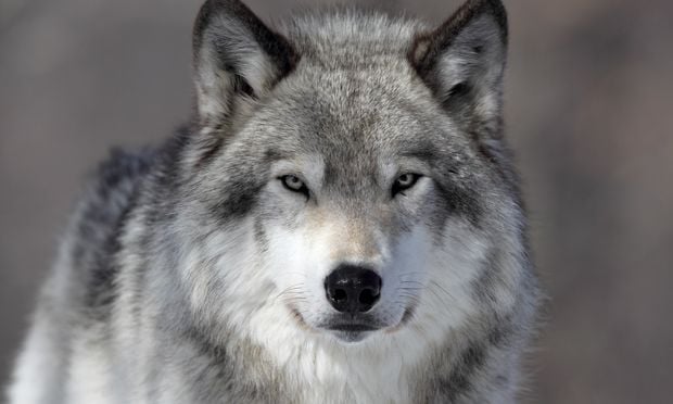 Todos los perros del mundo podrían ser descendientes de los antiguos lobos alemanes