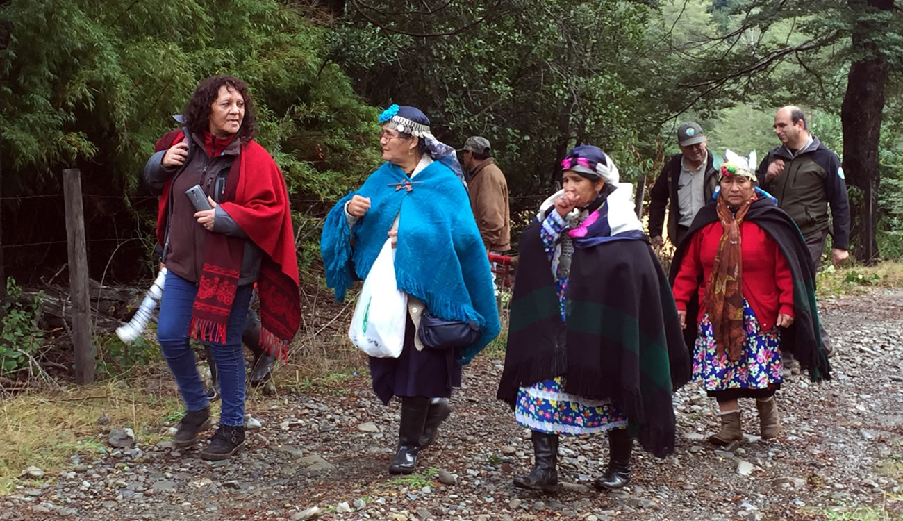 Araucanía: Machis de Boyeco recolectan lawén en Reserva Nacional Malleco