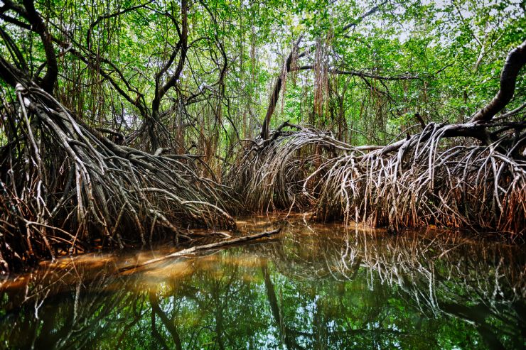 Rehabilitar los manglares: La cruzada de Costa Rica basada en gestión sostenible