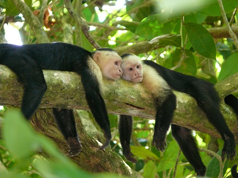 Costa Rica crea el Día Nacional de las Reservas de la Biosfera