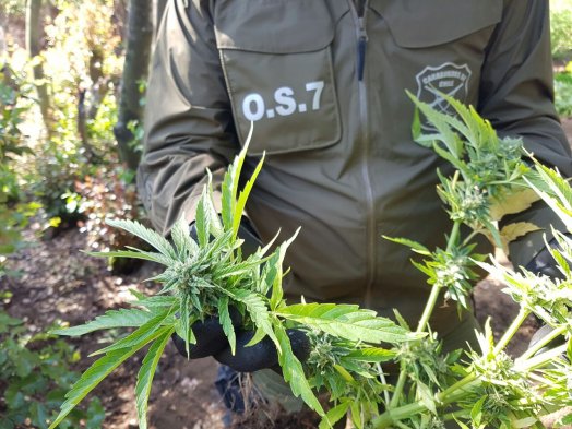 Absueltas: Tribunal desestima cargos por cultivo de marihuana contra dos mujeres