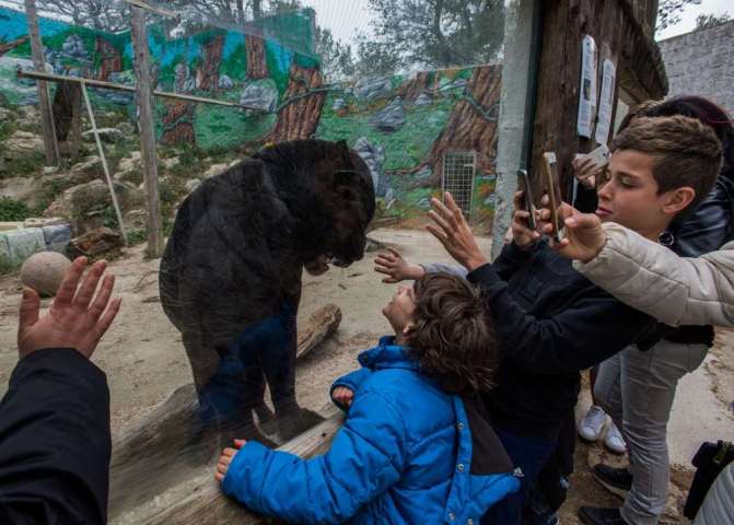 Estas fotografías de animales muestran cómo es la vida en cautiverio