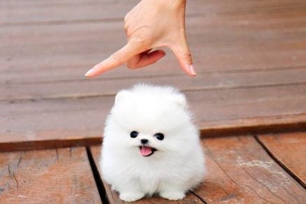 Esta es la terrible historia que hay detrás de los famosos «teacup puppies»