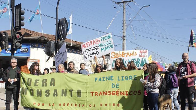 Monsanto en Paine: Acusan a organismo estatal de negar participación ciudadana
