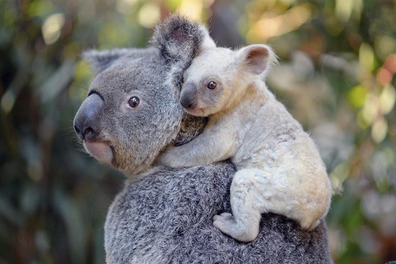 Científicos australianos maravillados con inusual nacimiento de koala blanca