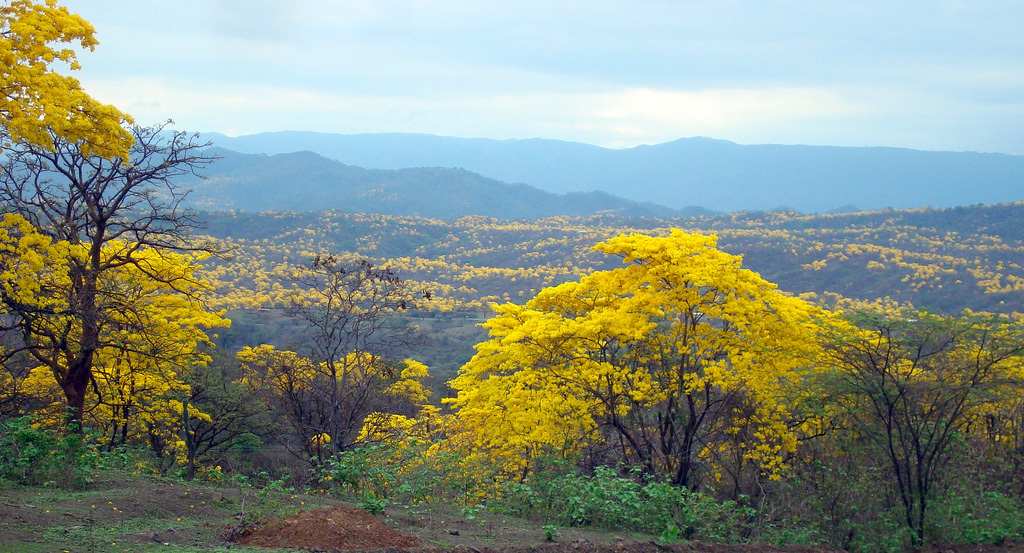 Ecuador y Perú presentan sus «Bosques de paz» como reserva de la biosfera