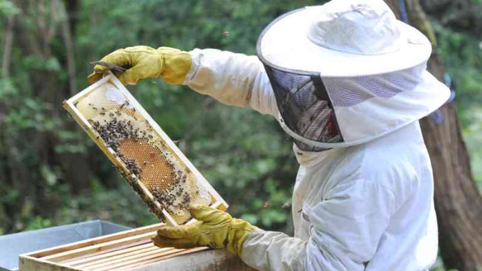 Apicultores convocan a marcha por masiva muerte de abejas: culpan a agroquímicos