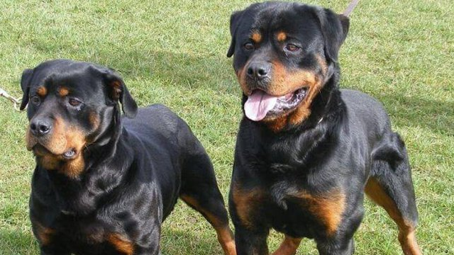 “Ley Cholito” es aplicada por primera vez tras muerte de anciana por ataque de perros rottweiler