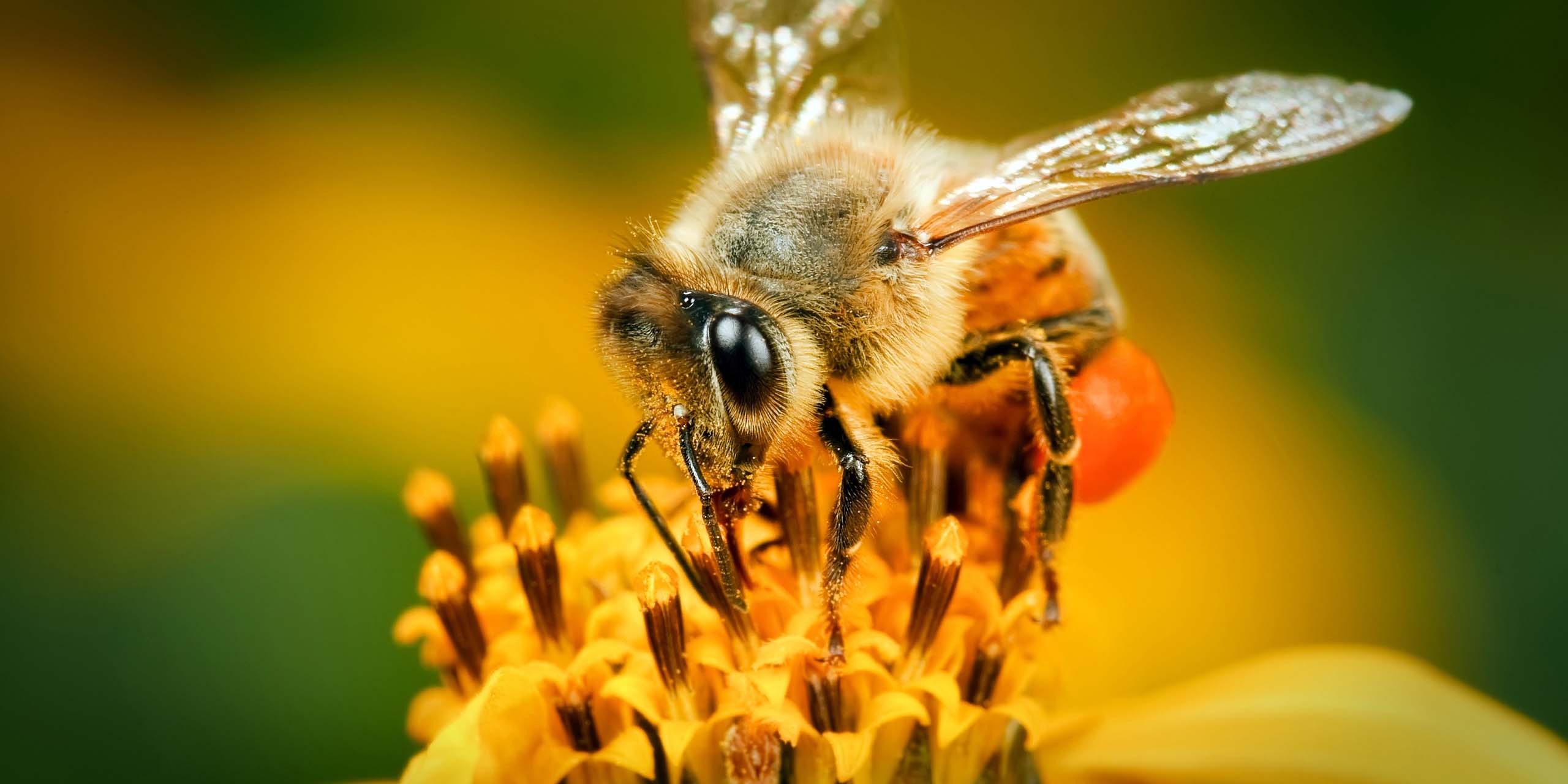 Isabel Tagle, apicultora: “Son un elemento vital para la sociedad y el mundo. Sin abejas, no hay alimentación”