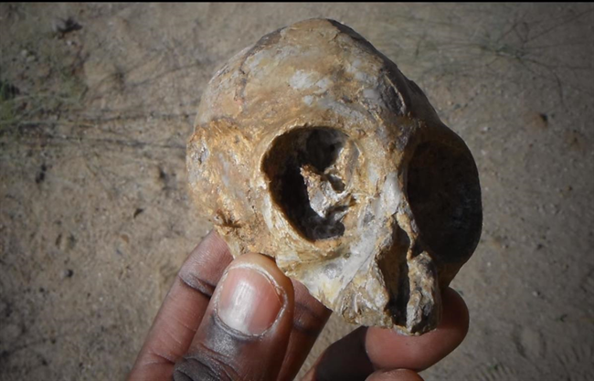 El pequeño cráneo de un primate extinto hace millones de años ayuda a comprender la evolución de monos y humanos