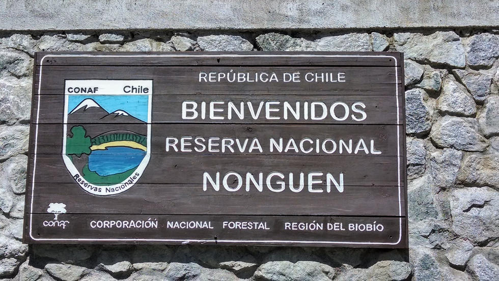 Bío Bío: Presentan recurso de protección para frenar rellenos en humedales y deforestación en Reserva Nonguén