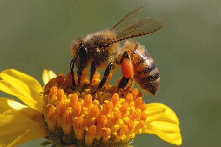 Científicos descubren que las abejas comprenden el concepto ‘cero’