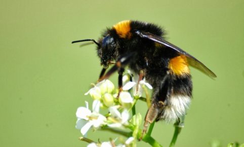 Abejorros polinizadores no pueden formar colonias normalmente por causa de los pesticidas