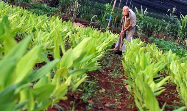 Cuba: Científicos logran crear variedades de vegetales resistentes a cambios del clima