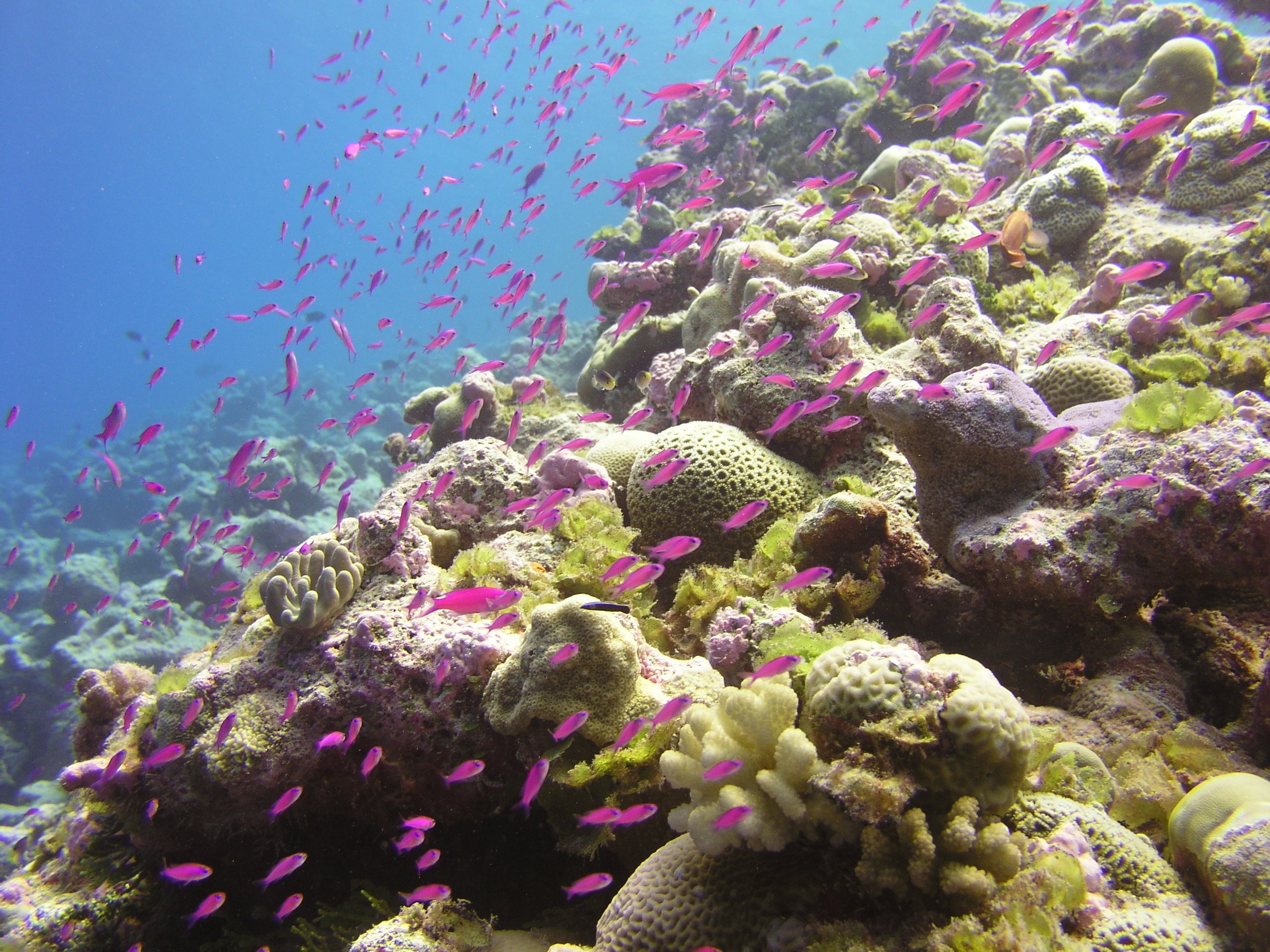 Caribe: 80 por ciento de los arrecifes dominicanos se encuentran amenazados
