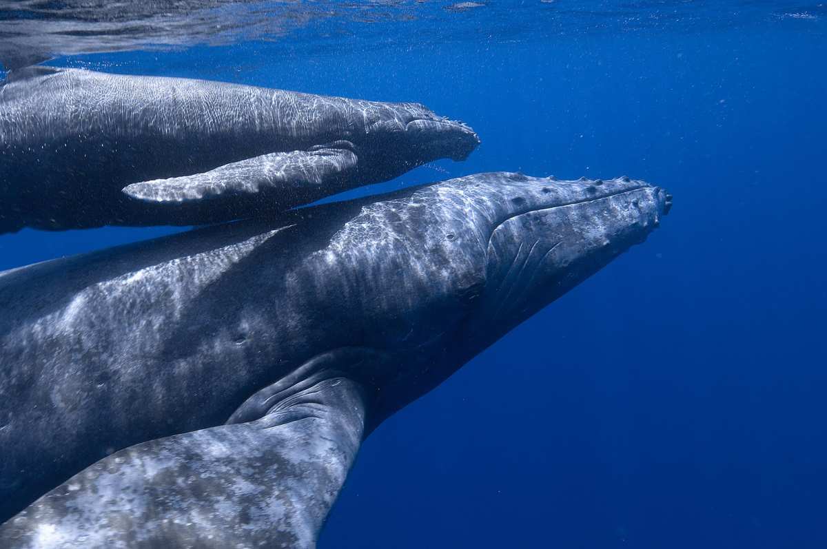 Estudio dice que las poblaciones de algunas ballenas no se habrán recuperado de aquí al 2100
