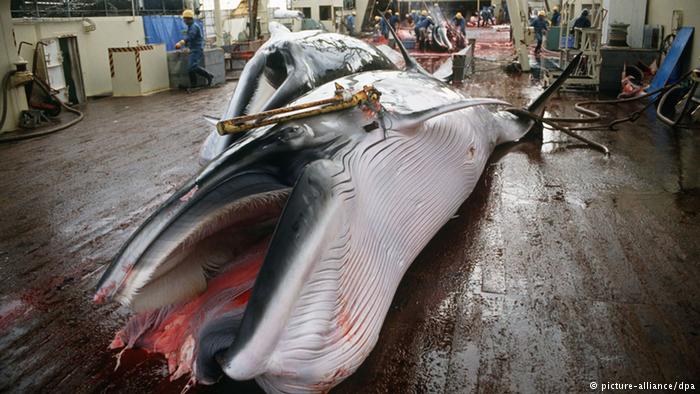 Unión Europea condena a Japón por nuevo plan de caza de ballenas en el Pacífico Norte