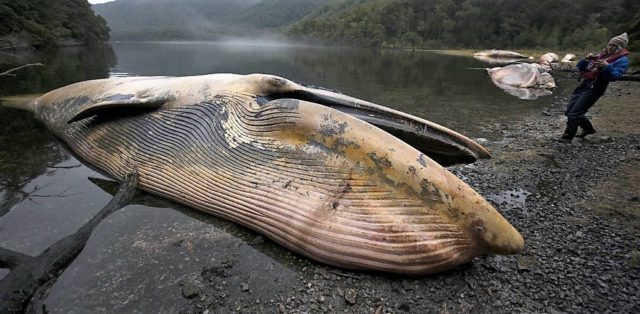 Estudio confirma muerte de 343 ballenas a causa de Marea Roja