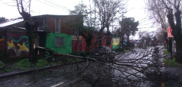 La Araucanía: 100 mil hogares sin luz y caída de árboles tras paso de sistema frontal