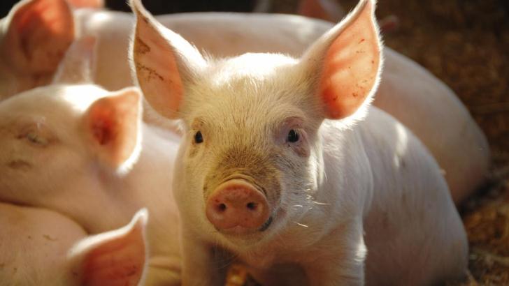 Edición de genes permitiría trasplantar órganos de cerdos a humanos en el futuro