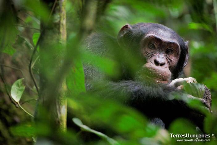 Descubren serie de malformaciones en simios de Uganda probablemente causadas por pesticidas