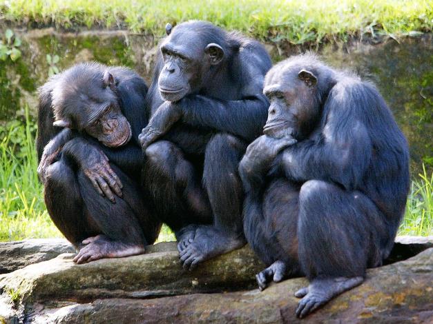 El Alzheimer podría afectar también a los chimpancés
