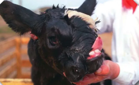 Los 8 Animales radiactivos que han surgido tras las consecuencias del desastre nuclear de Chernobyl