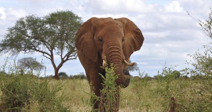 Cazador argentino muere aplastado por un elefante en Namibia
