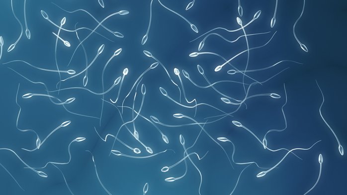Nuevo método de creación de espermios podría ayudar a superar la infertilidad genética