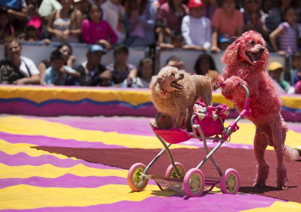 Senado rechaza exclusión de animales amaestrados de los espectáculos de circo