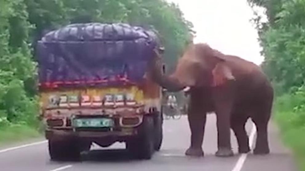 El vídeo de un elefante que detuvo un camión para ‘robarle’ la carga
