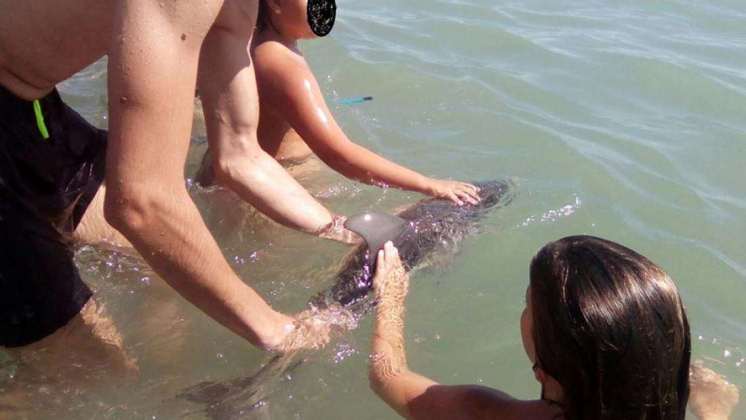 Cría de delfín murió cuando veraneantes lo pasaron de mano en mano para tomarse fotos