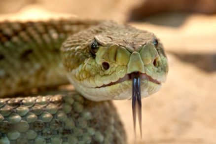 Intentó tener relaciones con una anaconda y murió asfixiado