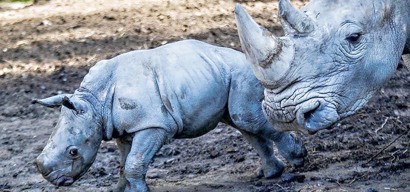 Nace en Chile cría de rinoceronte en peligro de extinción