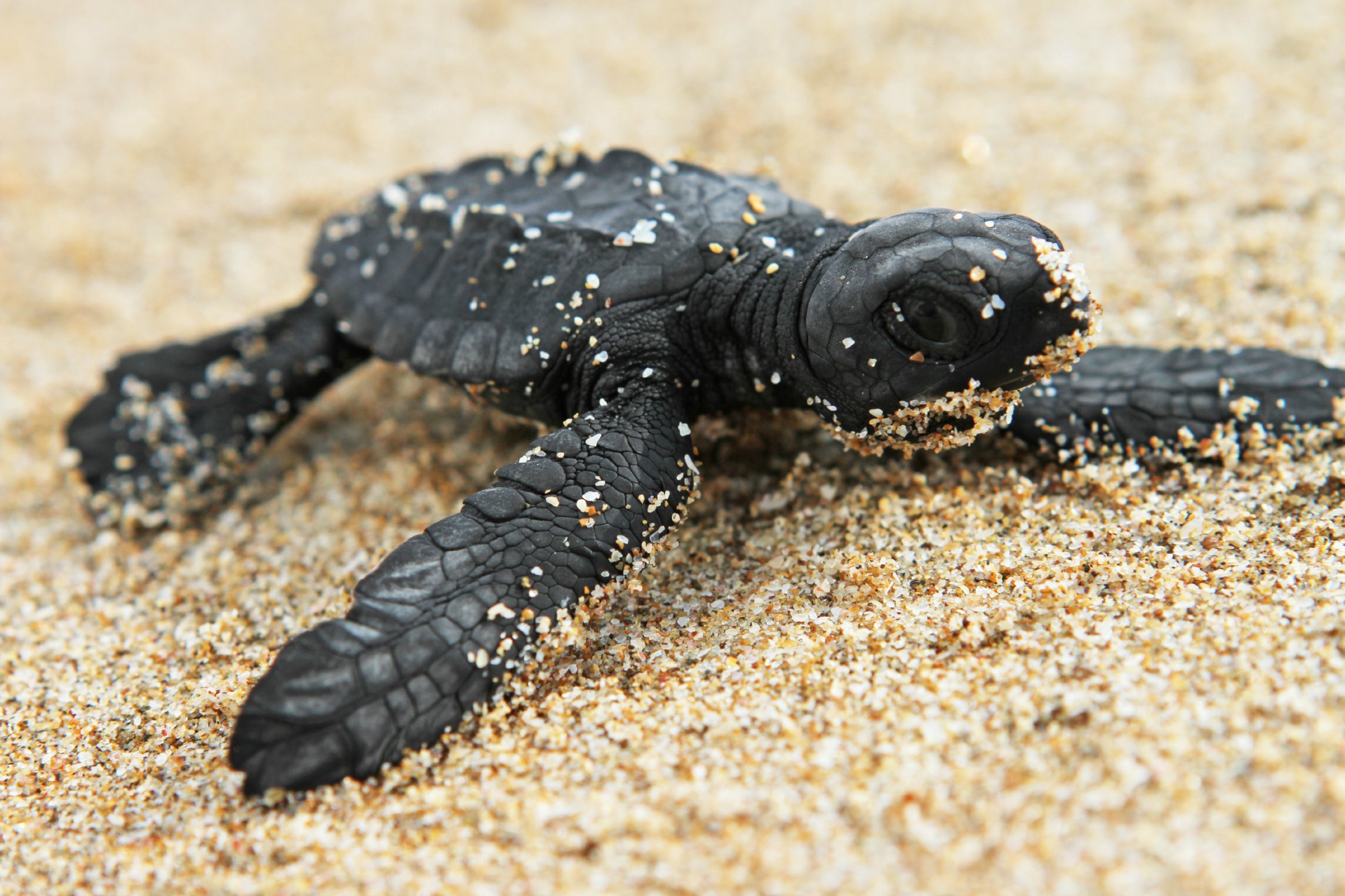 México: El ciclo de reproducción de la tortuga marina, en riesgo por el cambio climático