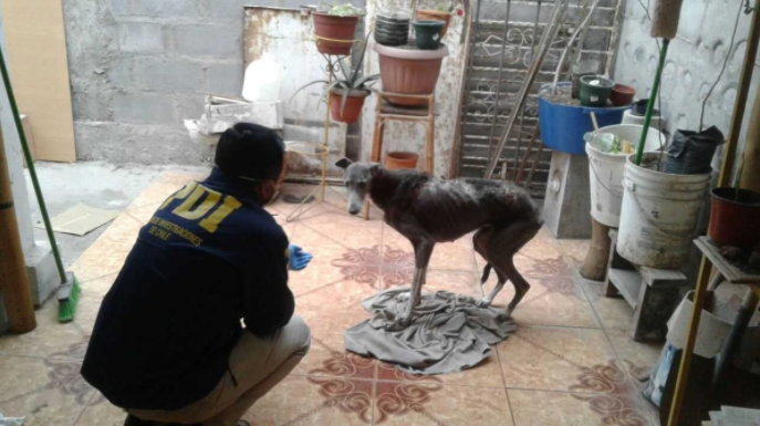 Aplican “Ley Cholito” a dueño de perra en estado de desnutrición y deshidratación