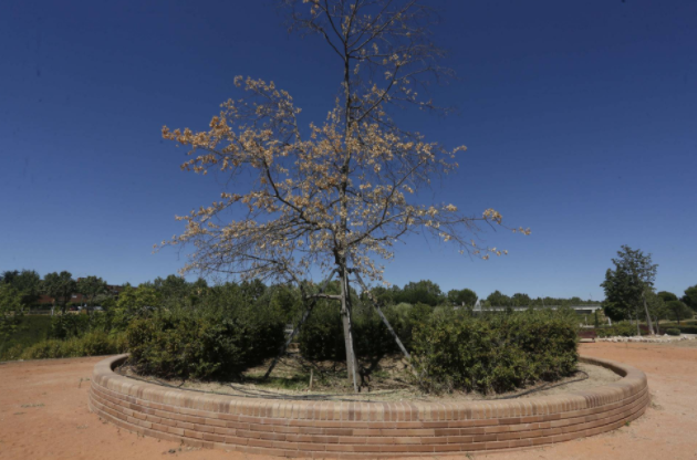 Pozuelo tala el ‘árbol de la Gürtel’ por el que pagó 104.000 euros en 2006