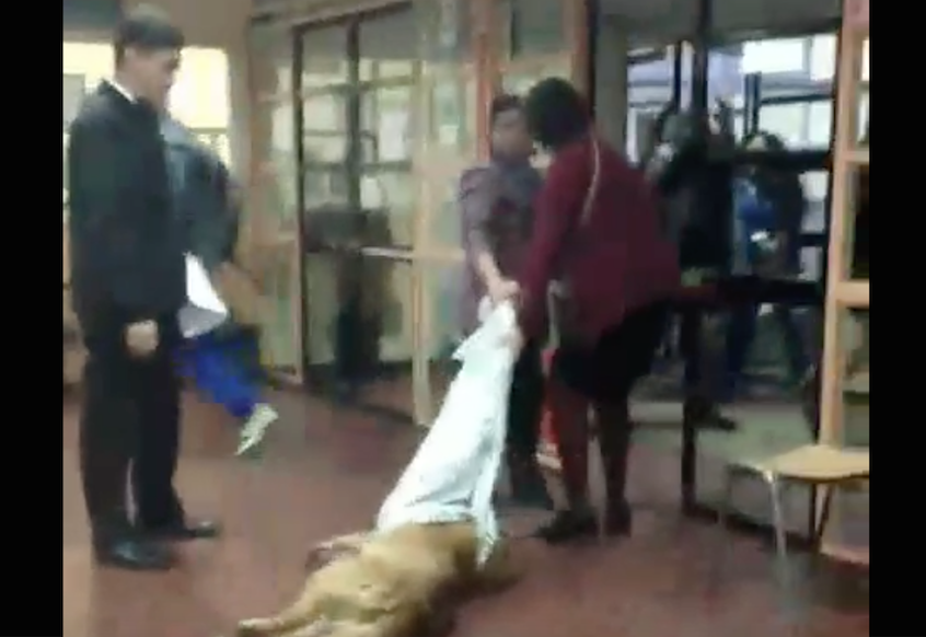 Denuncian maltrato a perro en colegio de Punta Arenas: lo arrastraron desde un segundo piso
