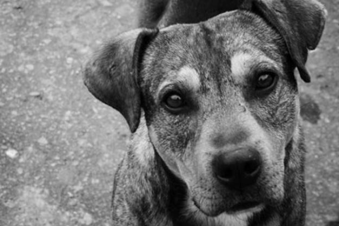 Vecinos podrán adoptar a 15 perros abandonados en departamento de Providencia