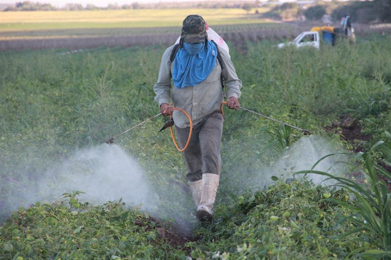 Experto alerta que México ha autorizado el uso de 184 plaguicidas altamente peligrosos