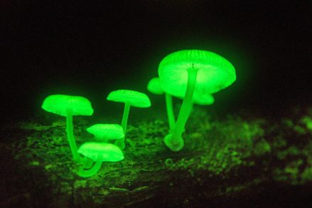 5 hongos tan extraños que pensarás que vienen de otra galaxia