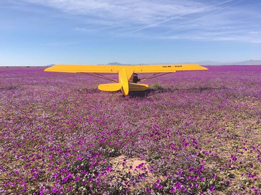 Copiapó: Indignación por aterrizaje de 11 avionetas en pleno desierto florido