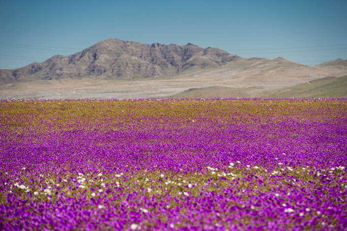 El desierto de Atacama sigue lleno de color en un año particularmente florido