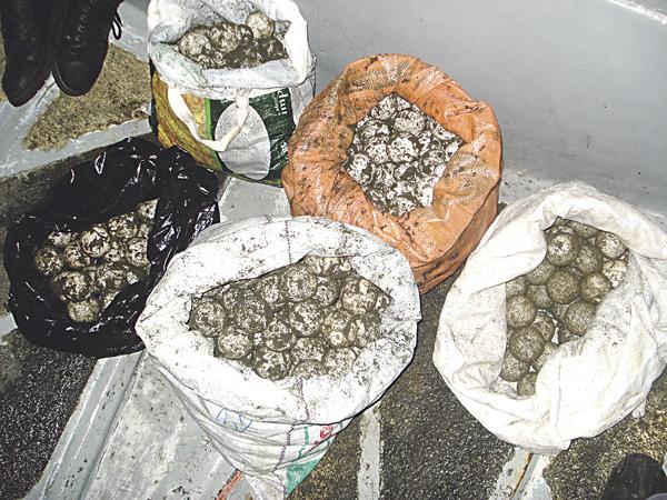 Bolivia: Decomisan 5.300 huevos de tortuga de río y 170 cueros de lagarto