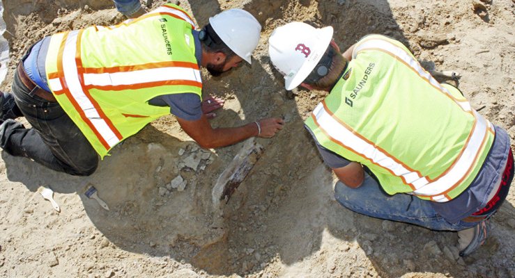Trabajadores de la construcción hallaron esqueleto de dinosaurio de 66 millones de años en EE.UU.