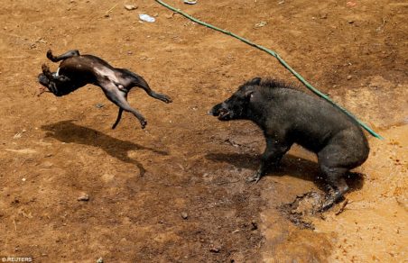 Imágenes | Brutales peleas entre pitbulls y jabalíes son el deporte indonesio que los animalistas exigen prohibir, pero los locales dicen que es parte de sus tradiciones
